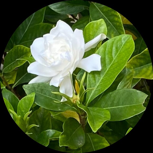 gardenia347